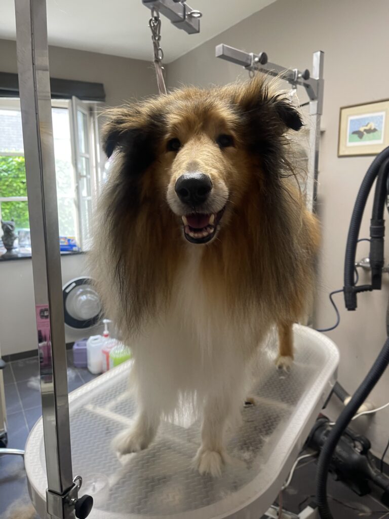 Trimsalon Zachtaardig