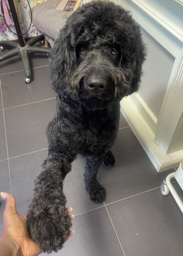 Trimsalon Zachtaardig