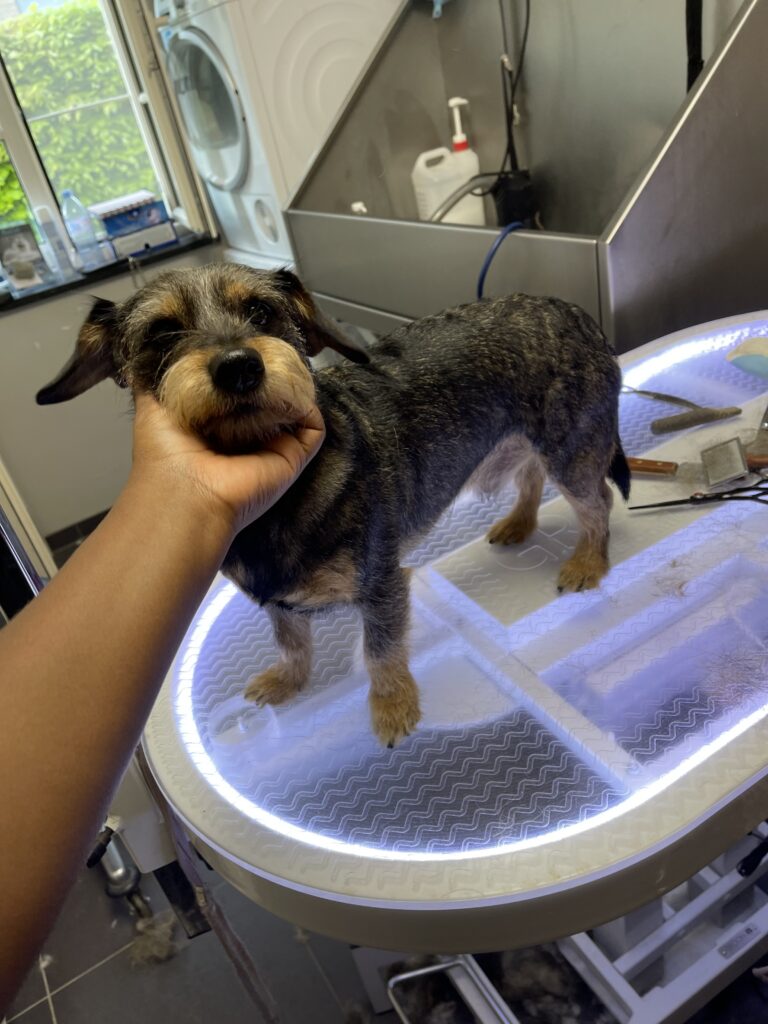 Trimsalon Zachtaardig