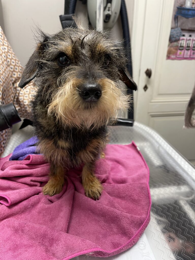 Trimsalon Zachtaardig