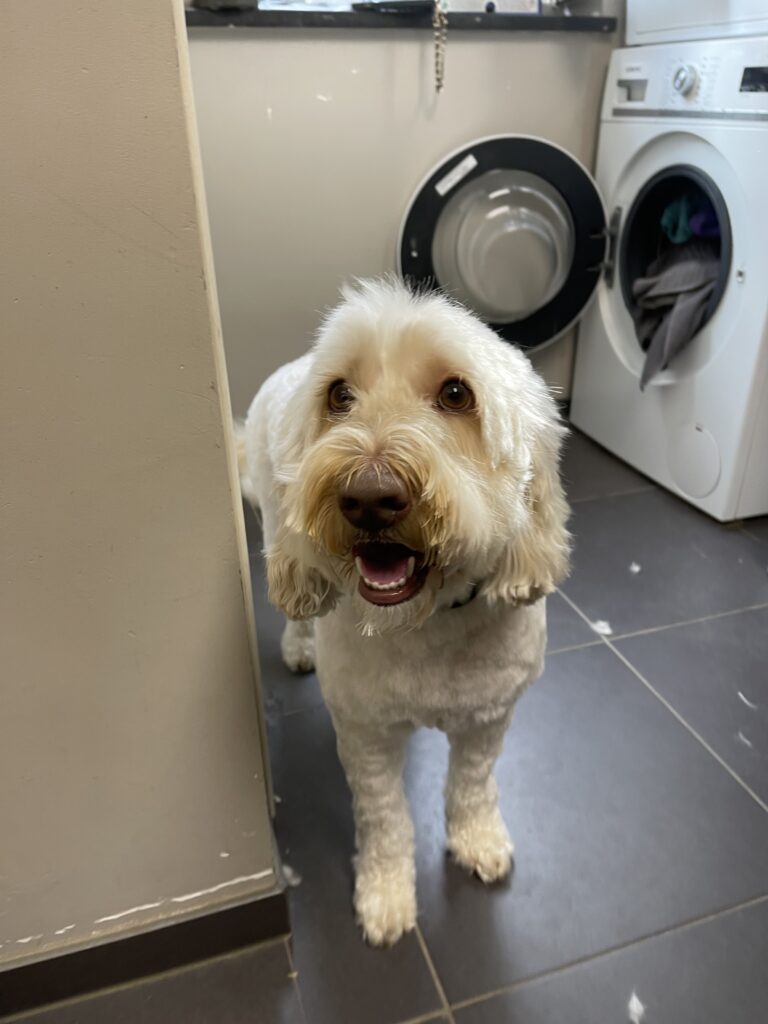 Trimsalon Zachtaardig