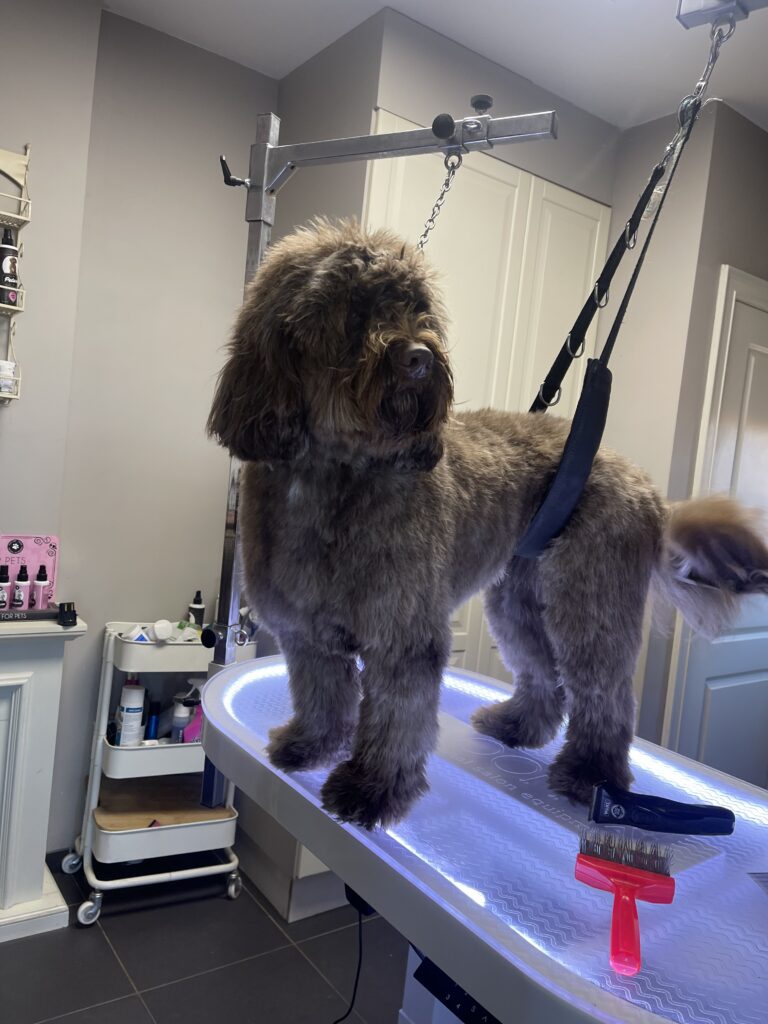 Trimsalon Zachtaardig