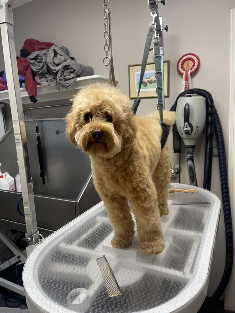 Trimsalon Zachtaardig