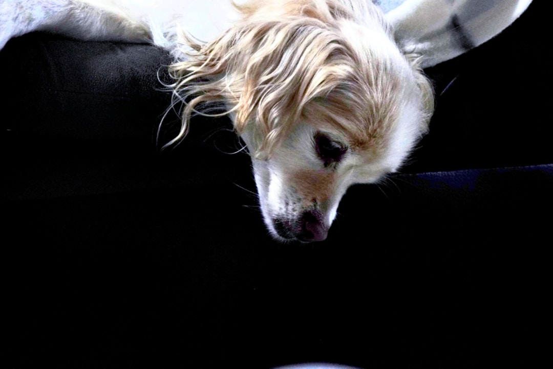 Trimsalon Zachtaardig