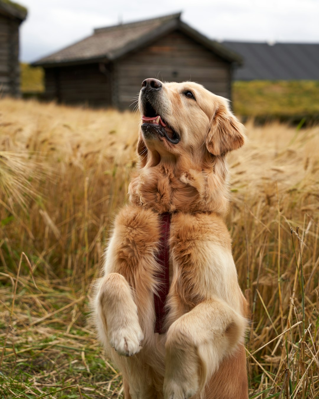 Trimsalon Zachtaardig